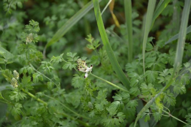 Fumaria capreolata / Fumaria bianca